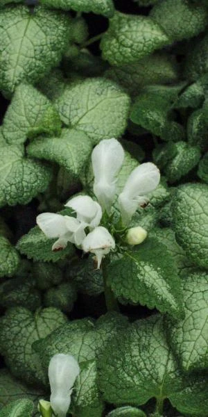 LAMIUM Maculatum 'White Nancy' 3 LAMIUM Maculatum 'White Nancy'