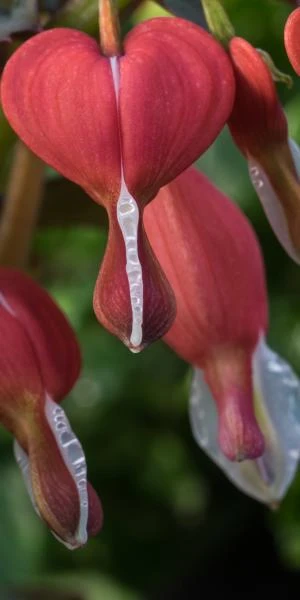 LAMPROCAPNOS Spectabilis 'Valentine' 4 LAMPROCAPNOS Spectabilis 'Valentine' - Image 2
