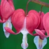 LAMPROCAPNOS Spectabilis 'Valentine' -Garden Grace Store lamprocapnos spectabilis valentine 3090359