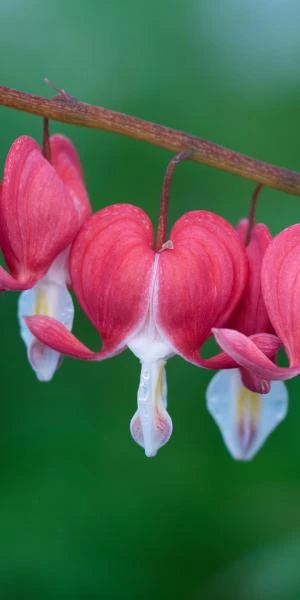 LAMPROCAPNOS Spectabilis 'Valentine' 3 LAMPROCAPNOS Spectabilis 'Valentine'
