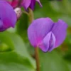 LATHYRUS Vernus -Garden Grace Store lathyrus vernus 4100479 2
