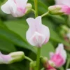 LATHYRUS Vernus 'Alboroseus' -Garden Grace Store lathyrus vernus alboroseus 4160688