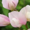 LATHYRUS Vernus 'Dama Emily' -Garden Grace Store lathyrus vernus dama emily 2