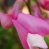 LATHYRUS Vernus 'Dama Rosa' -Garden Grace Store lathyrus vernus dama rosa