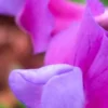 LATHYRUS Vernus 'Dama Violetta' -Garden Grace Store lathyrus vernus dama violetta 2