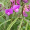 LATHYRUS Vernus 'Gracilis' -Garden Grace Store lathyrus vernus gracilis 3270431