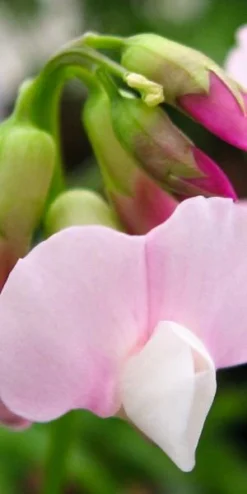 LATHYRUS Vernus 'Little Elf'