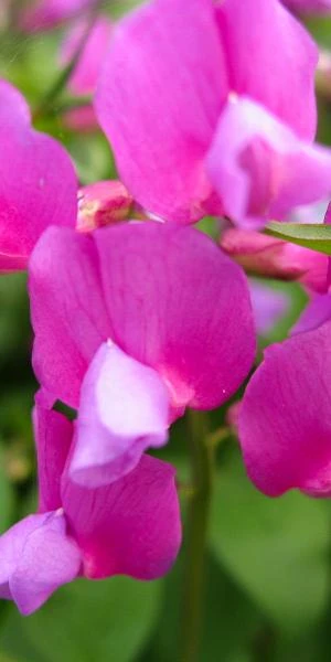 LATHYRUS Vernus 'Maroon' 3 LATHYRUS Vernus 'Maroon'