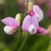 LATHYRUS Vernus 'Pendulus' 2 LATHYRUS Vernus 'Pendulus' -Garden Grace Store lathyrus vernus pendulus 3270439
