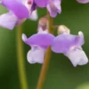 LATHYRUS Vernus 'Subtle Hints' -Garden Grace Store lathyrus vernus subtle hints 3280530