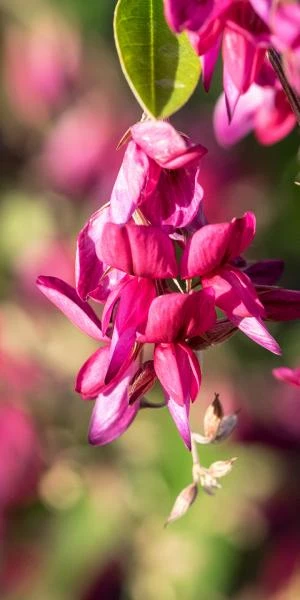 LESPEDEZA Thunbergii 4 LESPEDEZA Thunbergii - Image 2