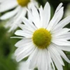 LEUCANTHEMELLA Serotina -Garden Grace Store leucanthemella serotina 9230305