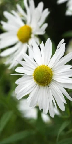 LEUCANTHEMELLA Serotina