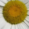LEUCANTHEMUM X Superbum