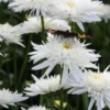 LEUCANTHEMUM X Superbum 'Eisstern' -Garden Grace Store leucanthemum x superbum eisstern 7140048