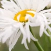LEUCANTHEMUM X Superbum 'Phyllis Smith' -Garden Grace Store leucanthemum x superbum phyllis smith 7170034 3