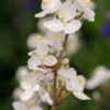 LIBERTIA Chilensis (grandiflora) -Garden Grace Store libertia chilensis 5180034 2