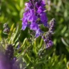 LINARIA Purpurea 'Freefolk Piccolo' -Garden Grace Store linaria freefolk piccolo 111710