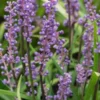 LIRIOPE Muscari 2 LIRIOPE Muscari -Garden Grace Store liriope muscari 9280493