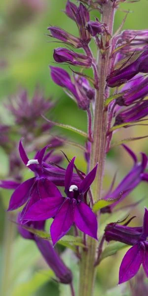 LOBELIA X Speciosa 'Hadspen Purple' PBR 4 LOBELIA X Speciosa 'Hadspen Purple' PBR - Image 2