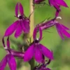 LOBELIA X Speciosa 'Hadspen Purple' PBR -Garden Grace Store lobelia x speciosa hadspen purple 8050204
