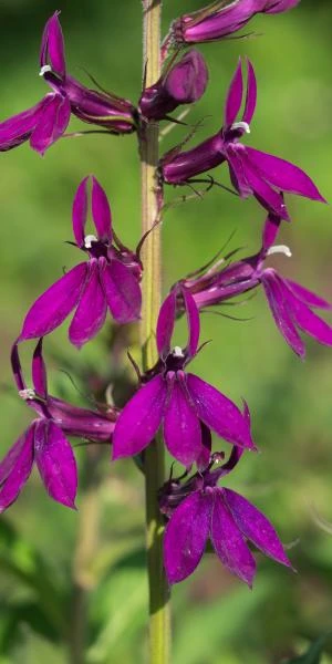 LOBELIA X Speciosa 'Hadspen Purple' PBR 3 LOBELIA X Speciosa 'Hadspen Purple' PBR