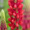 LUPINUS 'Morello Cherry' -Garden Grace Store lupinus morello cherry 5160713