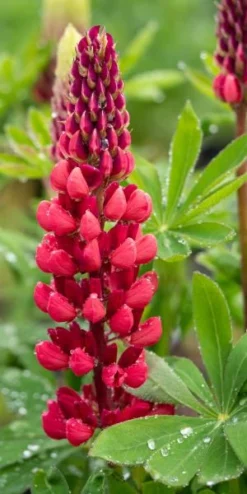 LUPINUS 'Morello Cherry' -Garden Grace Store lupinus morello cherry 6090949 2