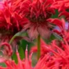 MONARDA 'Cambridge Scarlet' -Garden Grace Store lupinus morello cherry 6281076