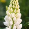 LUPINUS 'Noble Maiden' (Band Of Nobles Series) 1 LUPINUS 'Noble Maiden' (Band Of Nobles Series) -Garden Grace Store lupinus noble maiden 5210276 2