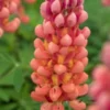 LUPINUS 'Terracotta' ('Wclterr' PBR) -Garden Grace Store lupinus terracotta 5230150