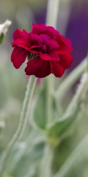LYCHNIS Coronaria 'Gardeners World' 4 LYCHNIS Coronaria 'Gardeners World' - Image 2