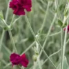 LYCHNIS Coronaria 'Gardeners World' -Garden Grace Store lychnis gardeners world p6070185