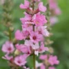 LYTHRUM Salicaria 'Blush' 1 LYTHRUM Salicaria 'Blush' -Garden Grace Store lythrum salicaria blush web