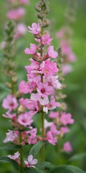 LYTHRUM Salicaria 'Blush' 3 LYTHRUM Salicaria 'Blush'