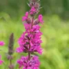 LYTHRUM Salicaria 'Feuerkerze' (Firecandle) -Garden Grace Store lythrum salicaria feuerkerze 3