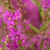 LYTHRUM Salicaria 'Swirl' -Garden Grace Store lythrum swirl 7270147 2