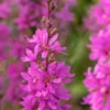 LYTHRUM Virgatum 'Dropmore Purple' -Garden Grace Store lythrum virgatum dropmore purple web