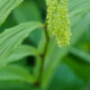 MAIANTHEMUM Paniculatum -Garden Grace Store maianthemum paniculatum 5150592