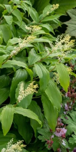Garden Grace Store -Garden Grace Store maianthemum paniculatum 6070805