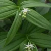 MAIANTHEMUM Stellatum -Garden Grace Store maianthemum stellatum 4211826