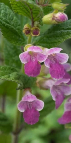 MELITTIS Melissophylum 'Cyclamenroze'