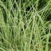 MISCANTHUS Sinensis 'Morning Light' -Garden Grace Store miscanthus sinensis morning light