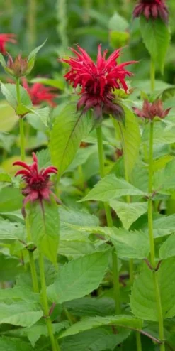 MONARDA 'Cambridge Scarlet' -Garden Grace Store monarda cambridge scarlet 8040864