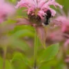 MONARDA 'Croftway Pink' -Garden Grace Store monarda croftway pink 7011401
