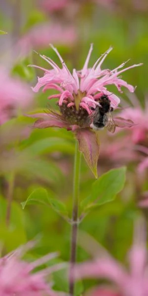 MONARDA 'Croftway Pink' 3 MONARDA 'Croftway Pink'