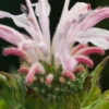 MONARDA 'Fishes' 1 MONARDA 'Fishes' -Garden Grace Store monarda fishes check 7020012 4