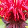 MONARDA 'Jacob Cline' -Garden Grace Store monarda jacob kline