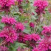 MONARDA 'Loddon Crown' -Garden Grace Store monarda loddon crown 2