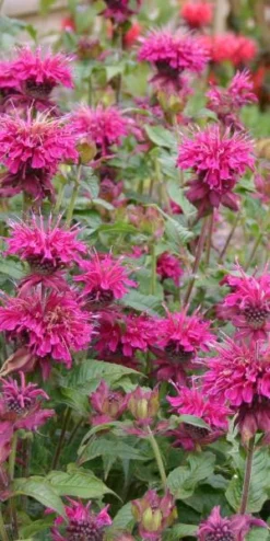 MONARDA 'Loddon Crown'